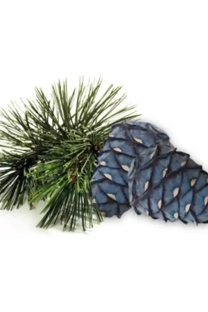 Concentré de parfum pour sauna HARVIA, pin arolle 1 l Livraison Express